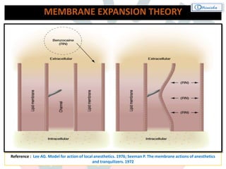 MEMBRANE EXPANSION THEORY
Reference : Lee AG. Model for action of local anesthetics. 1976; Seeman P. The membrane actions of anesthetics
and tranquilizers. 1972
Local anesthetic molecules (highly lipid soluble)
diffuse to hydrophobic regions of excitable
membranes
Producing a general disturbance (change in
configuration) of the cell membrane structure
(lipoprotein matrix of the nerve membrane)
Expanding critical regions in the membrane
Decreased diameter of sodium channels thus,
Preventing an increase in the permeability to
sodium ions
Inhibition of both sodium conductance and neural
excitation
 