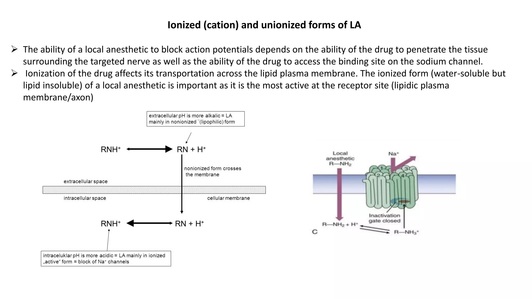 local anesthetics / Medicinal Chemistry | PDF