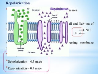 Repolarization
*Nerve membrane permeability to Na+ ions decreases
Along the conc. gradient, K+ moves into the cell and Na+ out of
the cell
Activation of Na+/K+ pump restores the resting membrane
potential of -70mV
*Entire process – 1 millisecond
*Depolarization – 0.3 msec
*Repolarization – 0.7 msec
K+
Na+
 