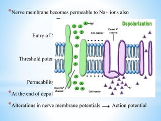 *Nerve membrane becomes permeable to Na+ ions also
Entry of Na+ into the cell
Threshold potential is achieved (-55mV)
Permeability to Na+ increases rapid influx of Na+
*At the end of depolarization, the potential is around +35mV
*Alterations in nerve membrane potentials Action potential
 