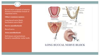 LONG BUCCAL NERVE BLOCK
Buccal nerve is branch of anterior
division of mandibular branch of
trigeminal nerve.
Other common names:
Long buccal nerve block,
buccinators nerve block.
Nerve anesthetized:
Buccal nerve.
Area anesthetized:
Soft tissues and periosteum
buccal to mandibular molar teeth.
 
