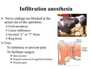 Local Anesthesia Field Block Local anesthesia and nerve blocks in large animals. | PPTX