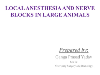 LOCALANESTHESIAAND NERVE
BLOCKS IN LARGE ANIMALS
Prepared by:
Ganga Prasad Yadav
MVSc
Veterinary Surgery and Radiology
 