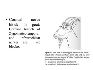 Local anesthesia and nerve blocks in large animals. Slide 34