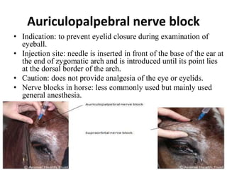 Local anesthesia and nerve blocks in large animals. Slide 35