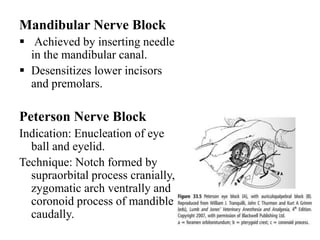 Local anesthesia and nerve blocks in large animals. Slide 37
