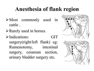 Local anesthesia and nerve blocks in large animals. Slide 39