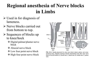 Local anesthesia and nerve blocks in large animals. Slide 49