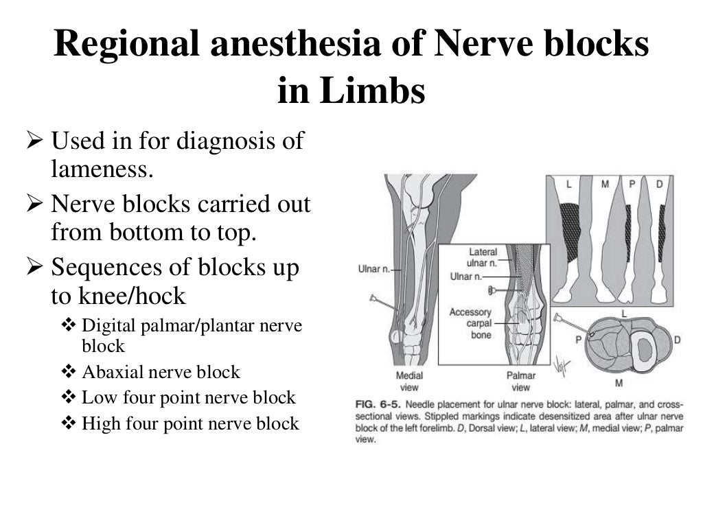 Local anesthesia and nerve blocks in large animals.