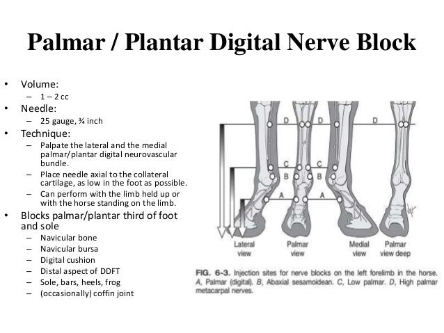 Local anesthesia and nerve blocks in large animals.