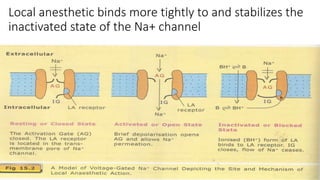 Local anesthetic binds more tightly to and stabilizes the
inactivated state of the Na+ channel
 