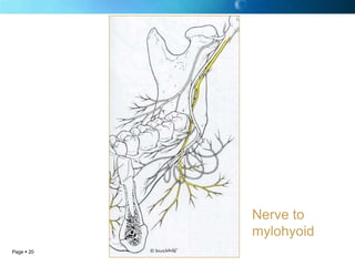 Nerve to
            mylohyoid
Page  20
 