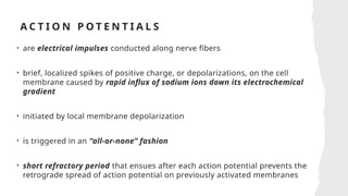 A C T I O N P O T E N T I A L S
• are electrical impulses conducted along nerve fibers
• brief, localized spikes of positive charge, or depolarizations, on the cell
membrane caused by rapid influx of sodium ions down its electrochemical
gradient
• initiated by local membrane depolarization
• is triggered in an “all-or-none” fashion
• short refractory period that ensues after each action potential prevents the
retrograde spread of action potential on previously activated membranes
 