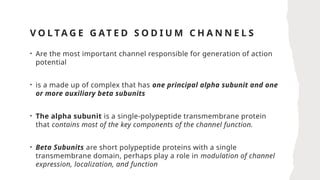 V O L TA G E G AT E D S O D I U M C H A N N E L S
• Are the most important channel responsible for generation of action
potential
• is a made up of complex that has one principal alpha subunit and one
or more auxiliary beta subunits
• The alpha subunit is a single-polypeptide transmembrane protein
that contains most of the key components of the channel function.
• Beta Subunits are short polypeptide proteins with a single
transmembrane domain, perhaps play a role in modulation of channel
expression, localization, and function
 