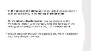 • In the absence of a stimulus, voltage-gated sodium channels
exist predominantly in the resting or closed state
• On membrane depolarization, positive charges on the
membrane interact with charged amino acid residues in the
voltage-sensing regions converting it to the open state
• Sodium ions rush through the opened pore, which is lined with
negatively charged residues.
 