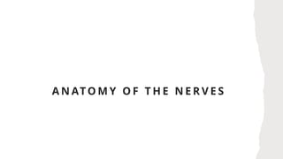 A N ATO M Y O F T H E N E R V E S
 