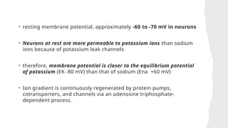 • resting membrane potential, approximately -60 to -70 mV in neurons
• Neurons at rest are more permeable to potassium ions than sodium
ions because of potassium leak channels
• therefore, membrane potential is closer to the equilibrium potential
of potassium (EK -80 mV) than that of sodium (Ena +60 mV)
• Ion gradient is continuously regenerated by protein pumps,
cotransporters, and channels via an adenosine triphosphate-
dependent process.
 