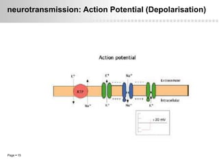 neurotransmission: Action Potential (Depolarisation)




Page  15
 