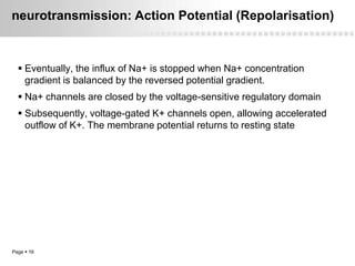 neurotransmission: Action Potential (Repolarisation)



   Eventually, the influx of Na+ is stopped when Na+ concentration
    gradient is balanced by the reversed potential gradient.
   Na+ channels are closed by the voltage-sensitive regulatory domain
   Subsequently, voltage-gated K+ channels open, allowing accelerated
    outflow of K+. The membrane potential returns to resting state




Page  16
 