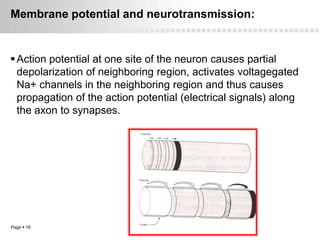 Membrane potential and neurotransmission:


 Action potential at one site of the neuron causes partial
  depolarization of neighboring region, activates voltagegated
  Na+ channels in the neighboring region and thus causes
  propagation of the action potential (electrical signals) along
  the axon to synapses.




Page  18
 