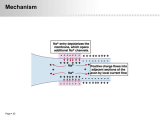 Mechanism




Page  20
 