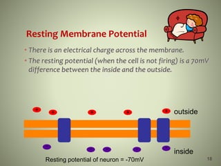 Resting Membrane Potential
• There is an electrical charge across the membrane.
• The resting potential (when the cell is not firing) is a 70mV
difference between the inside and the outside.
18
inside
outside
Resting potential of neuron = -70mV
+
-
+
-
+
-
+
-
+
-
 