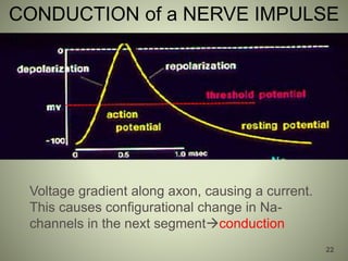 CONDUCTION of a NERVE IMPULSE
22
Voltage gradient along axon, causing a current.
This causes configurational change in Na-
channels in the next segmentconduction
 