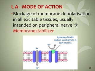 25
L A - MODE OF ACTION
•Blockage of membrane depolarisation
in all excitable tissues, usually
intended on peripheral nerve 
Membranestabilizer
 