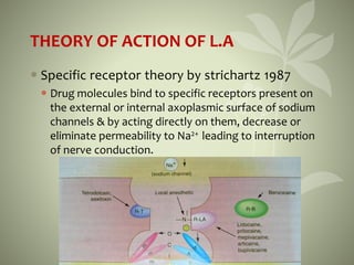 THEORY OF ACTION OF L.A
 Specific receptor theory by strichartz 1987
 Drug molecules bind to specific receptors present on
the external or internal axoplasmic surface of sodium
channels & by acting directly on them, decrease or
eliminate permeability to Na2+ leading to interruption
of nerve conduction.
 