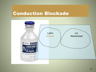 28
Conduction Blockade
LAH+ LA
Ionized Nonionized
 