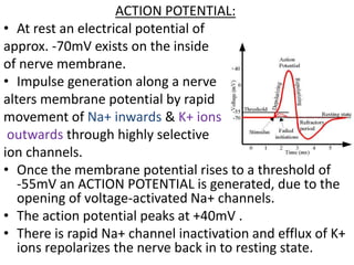 ACTION POTENTIAL:
• At rest an electrical potential of
approx. -70mV exists on the inside
of nerve membrane.
• Impulse generation along a nerve
alters membrane potential by rapid
movement of Na+ inwards & K+ ions
outwards through highly selective
ion channels.
• Once the membrane potential rises to a threshold of
-55mV an ACTION POTENTIAL is generated, due to the
opening of voltage-activated Na+ channels.
• The action potential peaks at +40mV .
• There is rapid Na+ channel inactivation and efflux of K+
ions repolarizes the nerve back in to resting state.
 