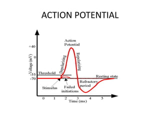 ACTION POTENTIAL
 