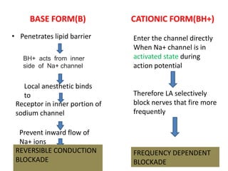 BASE FORM(B) CATIONIC FORM(BH+)
• Penetrates lipid barrier
BH+ acts from inner
side of Na+ channel
Local anesthetic binds
to
Receptor in inner portion of
sodium channel
Prevent inward flow of
Na+ ions
REVERSIBLE CONDUCTION
BLOCKADE
Enter the channel directly
When Na+ channel is in
activated state during
action potential
Therefore LA selectively
block nerves that fire more
frequently
FREQUENCY DEPENDENT
BLOCKADE
 