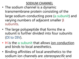 SODIUM CHANNEL
• The sodium channel is a dynamic
transmembrane protein consisting of the
large sodium-conducting pore (α subunit) and
varying numbers of adjacent smaller β
subunits.
• The large polypeptide that forms the α
subunit is further divided into four subunits
(DI to DIV).
• H is the α subunit that allows ion conduction
and binds to local anesthetics.
• Binding affinities of local anesthetics to the
sodium ion channels are stereospecific and
 