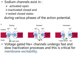 • Sodium channels exist in :
 activated-open
inactivated-closed and
rested-closed states
during various phases of the action potential.
• Voltage gated Na+ channels undergo fast and
slow inactivation processes and this is critical for
membrane excitability.
 