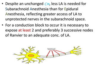 • Despite an unchanged Cm, less LA is needed for
Subarachnoid Anesthesia than for Epidural
Anesthesia, reflecting greater access of LA to
unprotected nerves in the subarachnoid space.
• For a conduction block to occur it is necessary to
expose at least 2 and preferably 3 successive nodes
of Ranvier to an adequate conc. of LA.
 