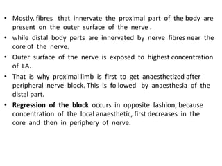 • Mostly, fibres that innervate the proximal part of the body are
present on the outer surface of the nerve .
• while distal body parts are innervated by nerve fibres near the
core of the nerve.
• Outer surface of the nerve is exposed to highest concentration
of LA.
• That is why proximal limb is first to get anaesthetized after
peripheral nerve block. This is followed by anaesthesia of the
distal part.
• Regression of the block occurs in opposite fashion, because
concentration of the local anaesthetic, first decreases in the
core and then in periphery of nerve.
 