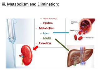 iii. Metabolism and Elimination:
 