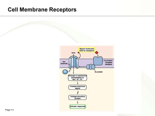 Cell Membrane Receptors




Page  4
 