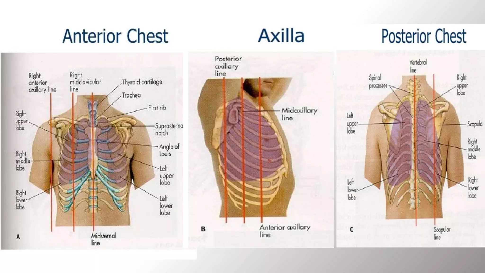 Local chest examination | PPTX