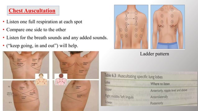 Local chest examination | PPTX | Lung and Respiratory Health | Diseases ...