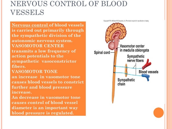 Local control of blood vessels