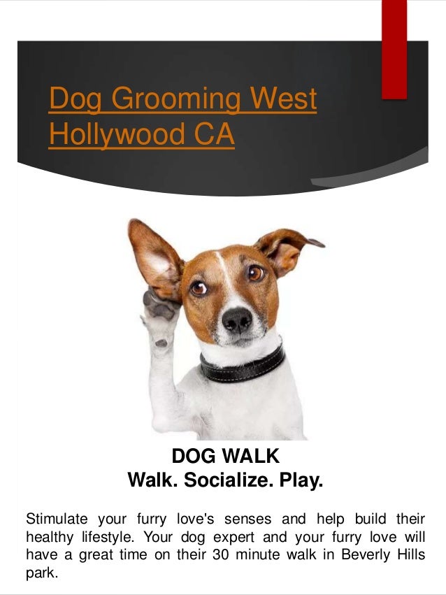 Local Dog Groomers Near Me