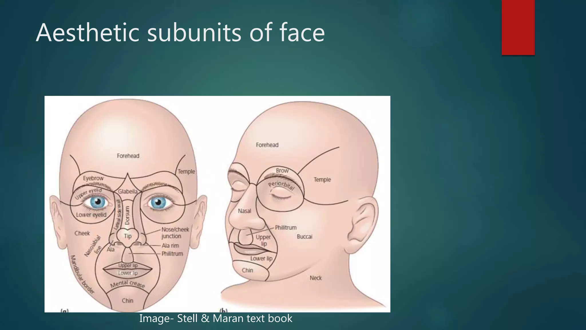 Aesthetic subunits of face
Image- Stell & Maran text book
 