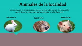 Los animales se alimentan de maneras muy diferentes. Y de acuerdo
con el tipo de alimentos que consumen se clasifican en:
Animales de la localidad
Herbívoros Carnívoros Omnívoros
 