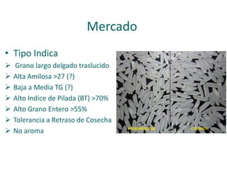 Localidades de evaluacion y sistemas regionales de ensayos