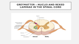 Rexed Laminae Function localisation of spinal cord lesions .pptx