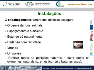 O encabeçamento dentro dos edifícios assegura:
– O bem‐estar dos animais
– Espaçamento o suficiente
– Estar de pé naturalmente,
– Deitar‐se com facilidade
– Virar‐se
– Limpar‐se
– Praticar todas as posições naturais e fazer todos os
movimentos naturais (p. e: esticar‐se e bater as asas).
Instalações
 