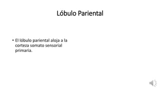 Lóbulo Pariental
• El lóbulo pariental aloja a la
corteza somato sensorial
primaria.