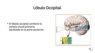 Lóbulo Occipital.
• El lóbulo occipital contiene la
corteza visual primaria,
localizada en la parte posterior.